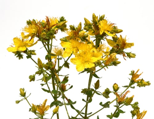 Johanniskraut Blüten